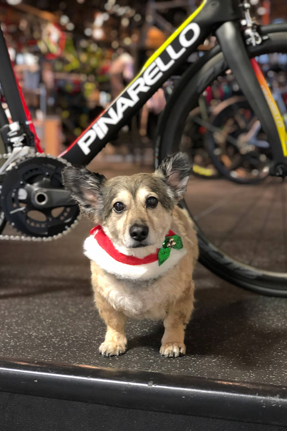 Ernie's Best Builds: Pinarello Dogma F10 eTap