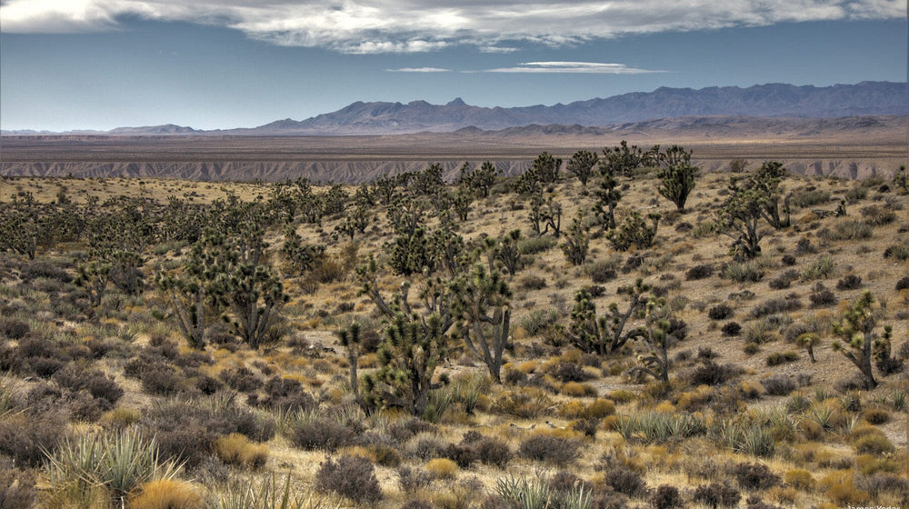 Lytle Preserve and Beaver Dam Wash